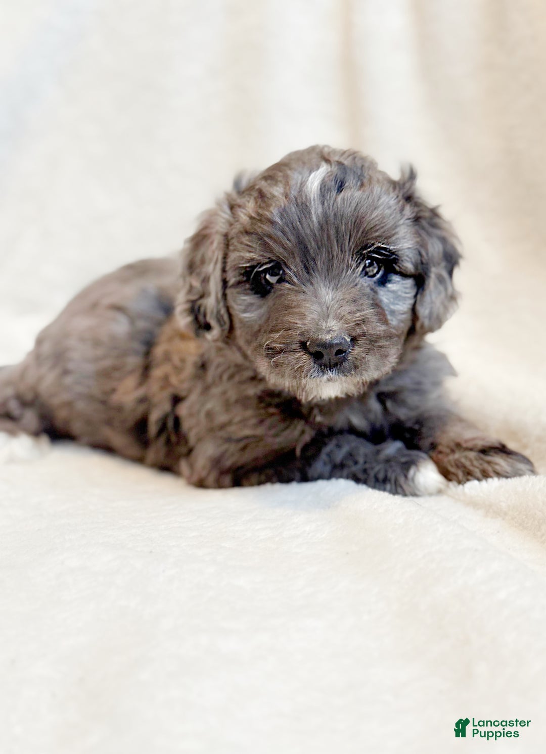 Mini Aussiedoodle dogs for sale: Ripley - Ad 1