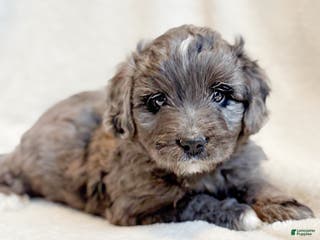 Mini Aussiedoodle dogs Ripley - Ad 1