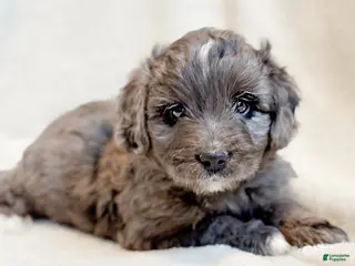 Mini Aussiedoodle dogs Ripley - Ad 2