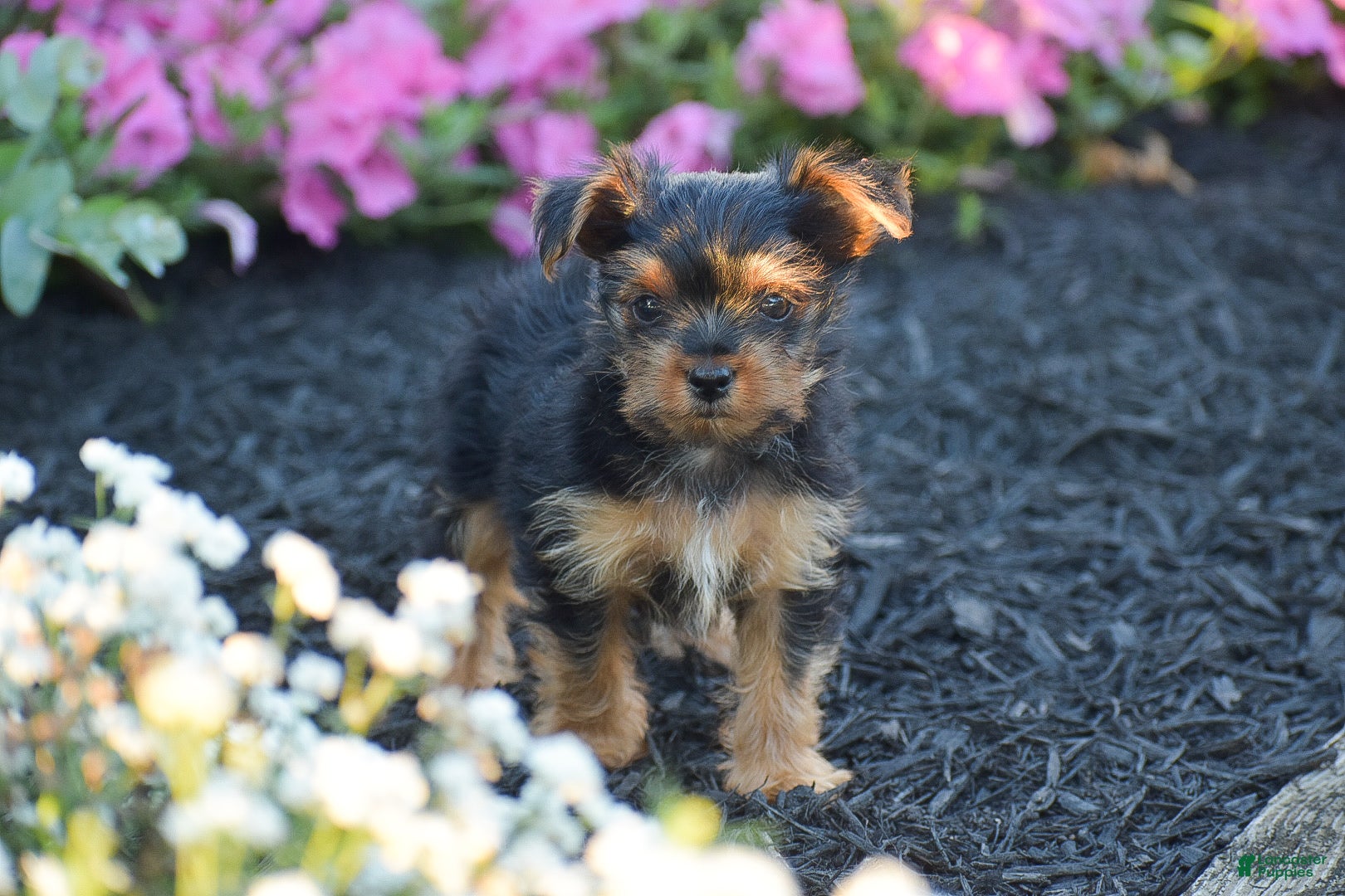 Yorkshire Terrier dogs Conway - Ad 1