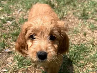 Mixed Breed dogs Bella - Ad 31