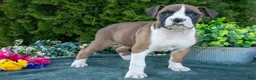 Boxer dogs for sale: Buster - Ad 1