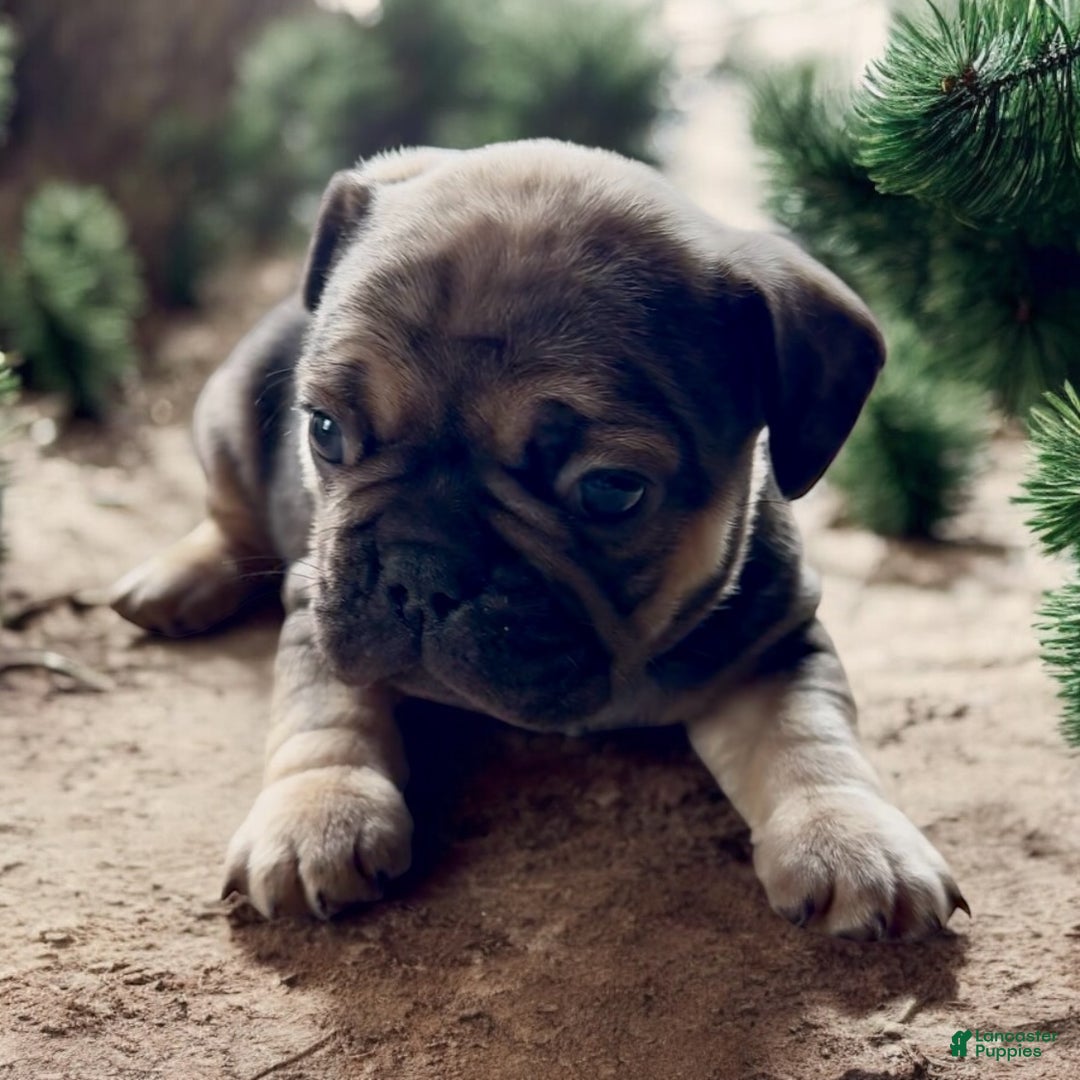 French Bulldog dogs for sale: Fiona - Ad 1