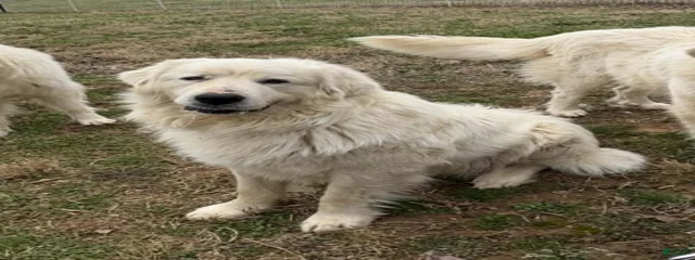 Jax