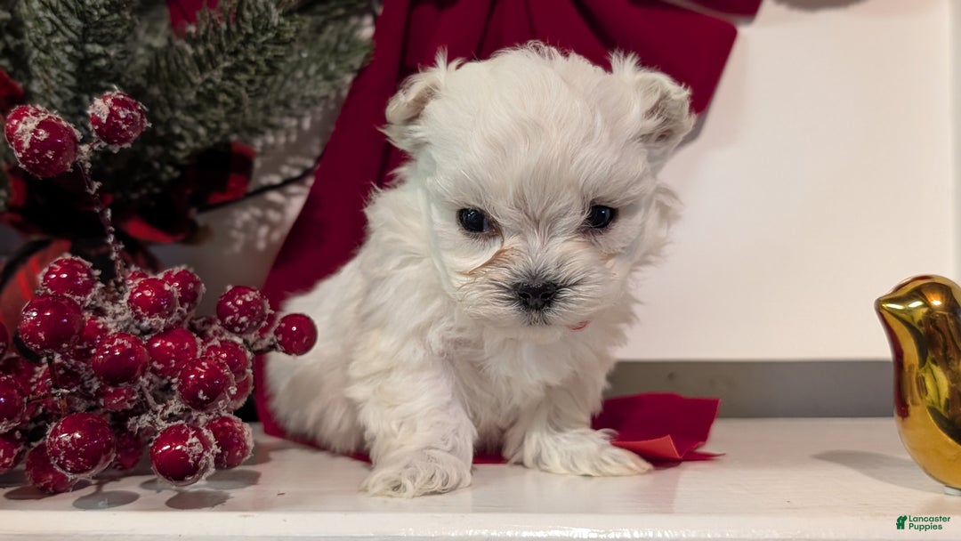 Maltese dogs for sale: Kai - Ad 2