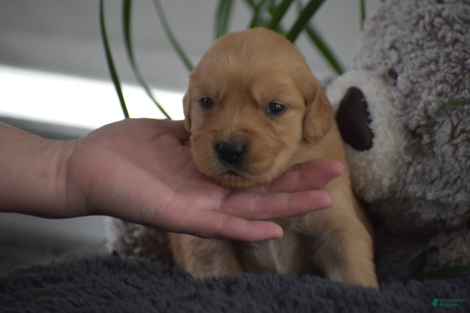 Golden Retriever dogs for sale: Blake - Ad 4