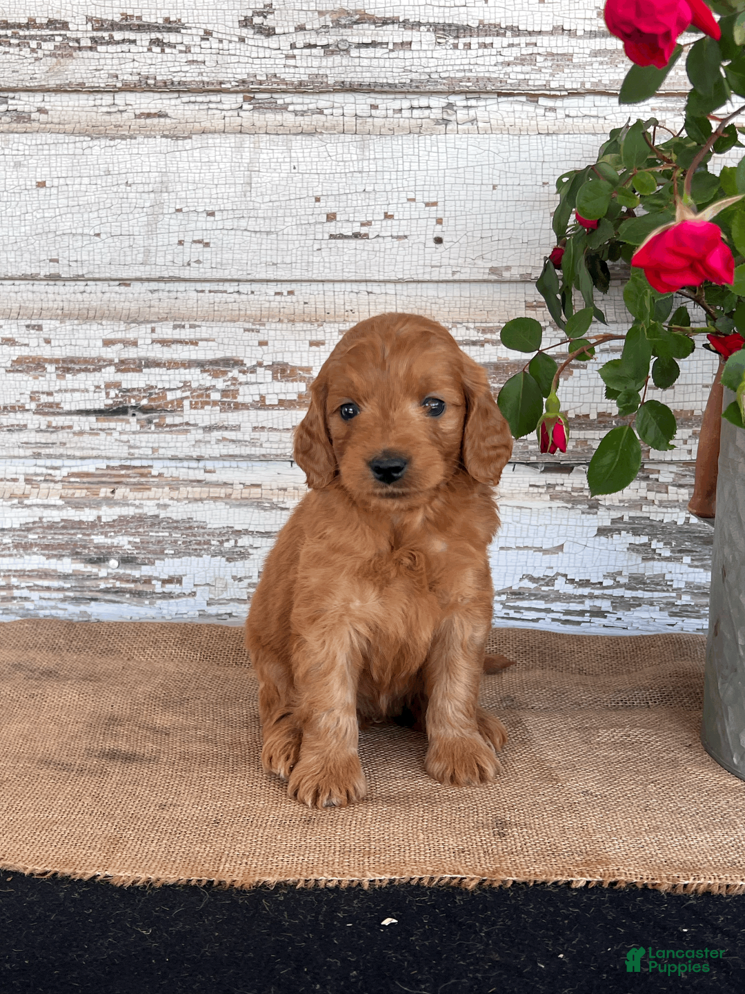 Mini Goldendoodle dogs for sale: Jazzy - Ad 1