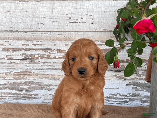 Mini Goldendoodle dogs Jazzy - Ad 18
