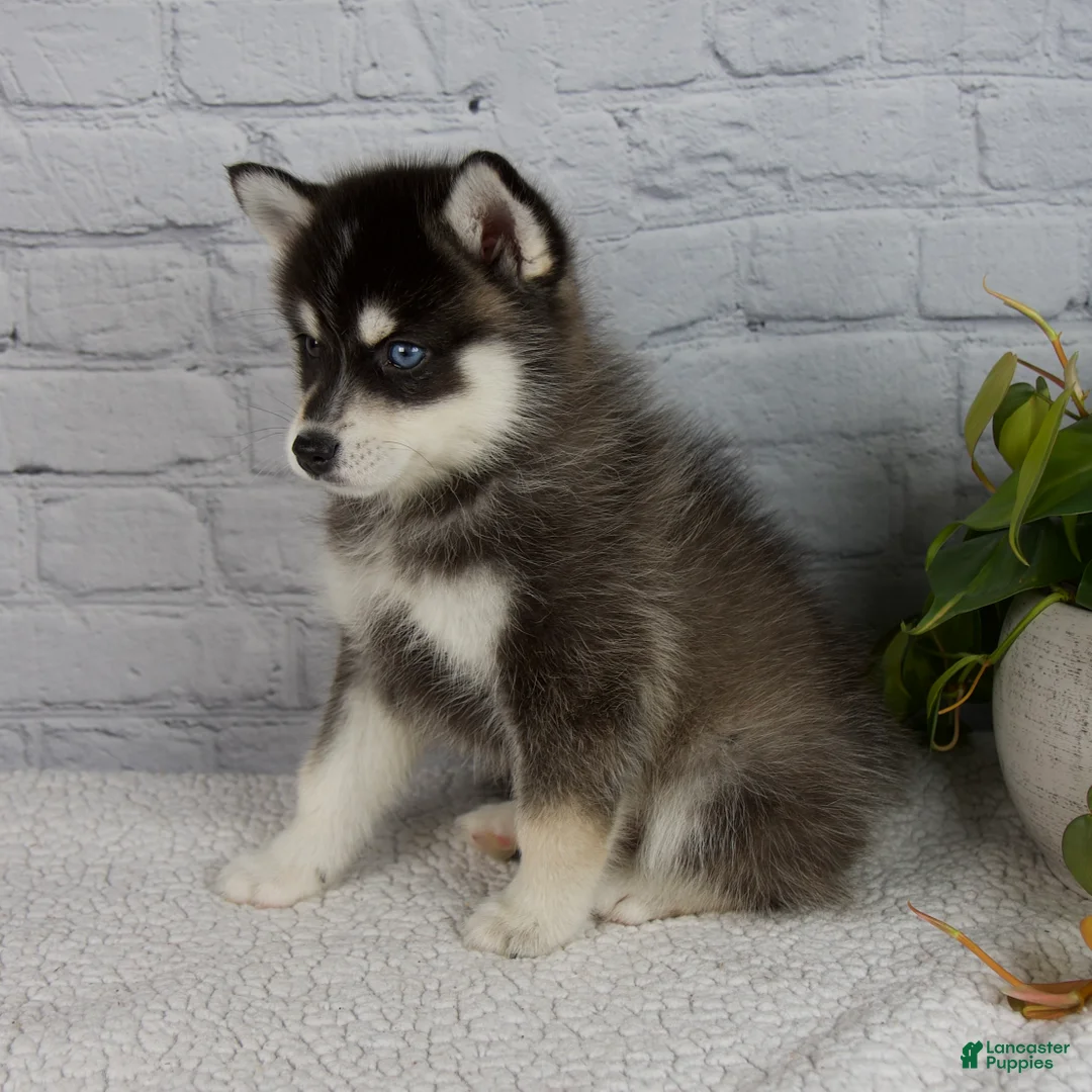 Pomsky dogs for sale: Silas - Ad 2