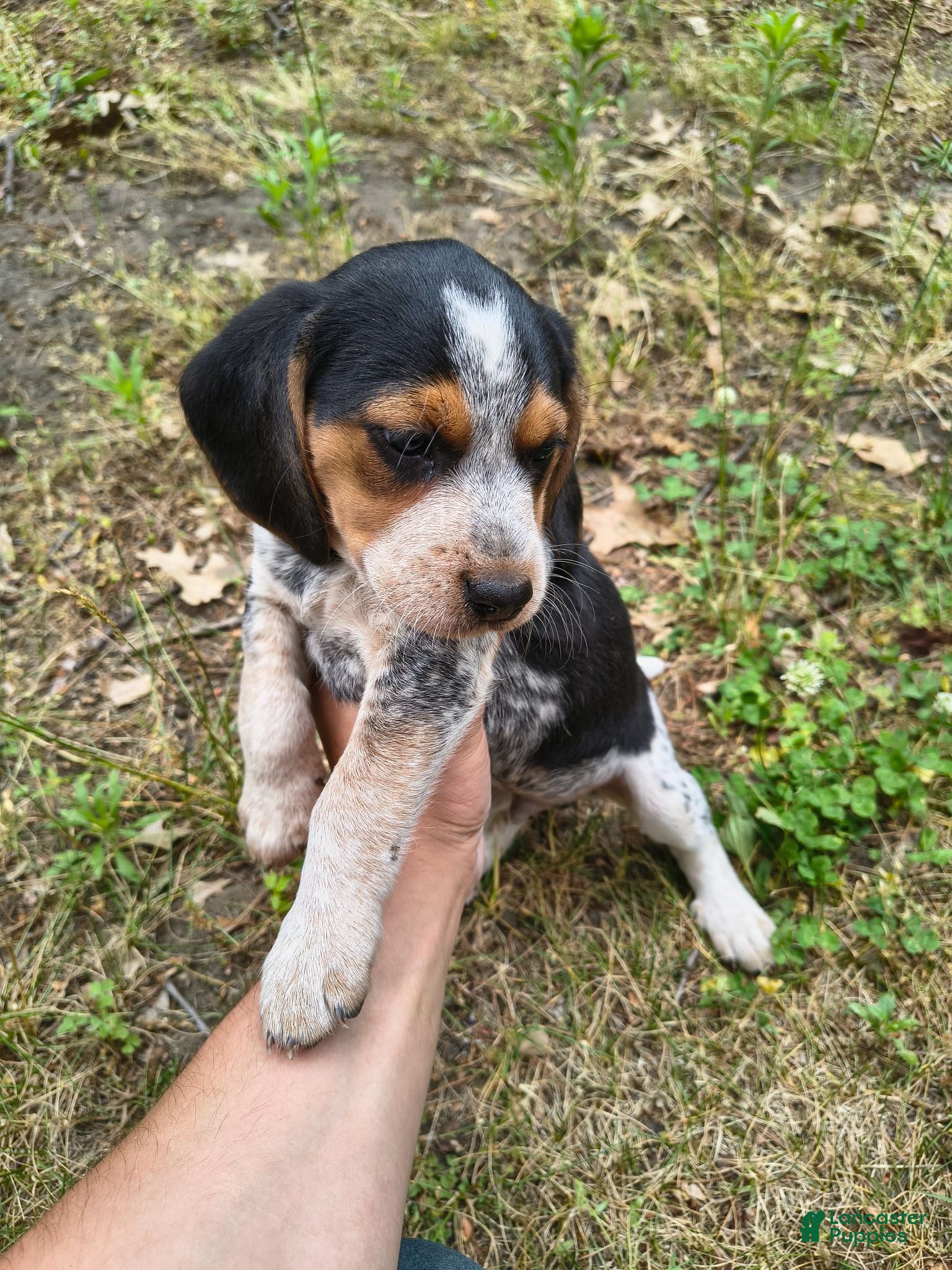 Beagle dogs Boy 1 - Ad 9