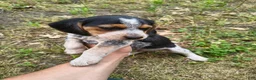 Beagle dogs for sale: Boy 1 - Ad 1