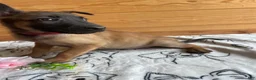 Belgian Malinois dogs for sale: Loki - Ad 4
