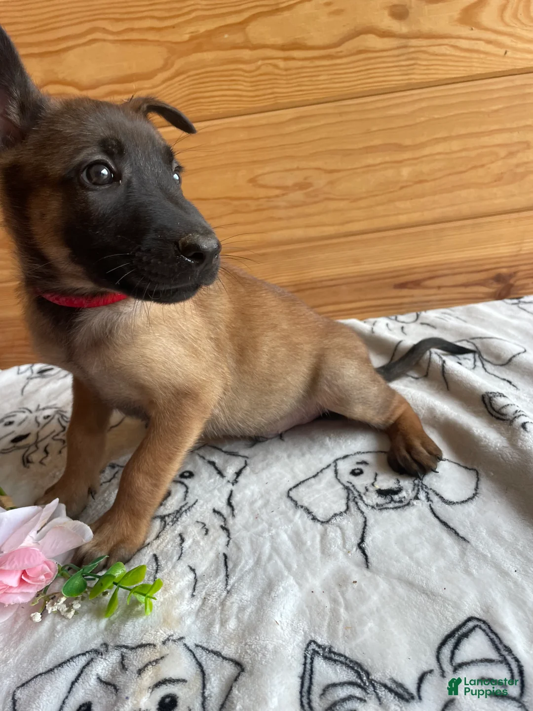 Belgian Malinois dogs for sale: Loki - Ad 4