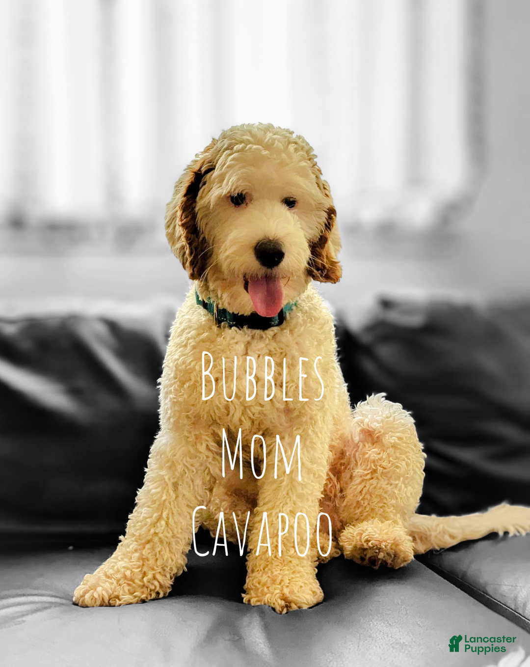 Mixed Breed dogs for sale: MOCHI - Ad 6