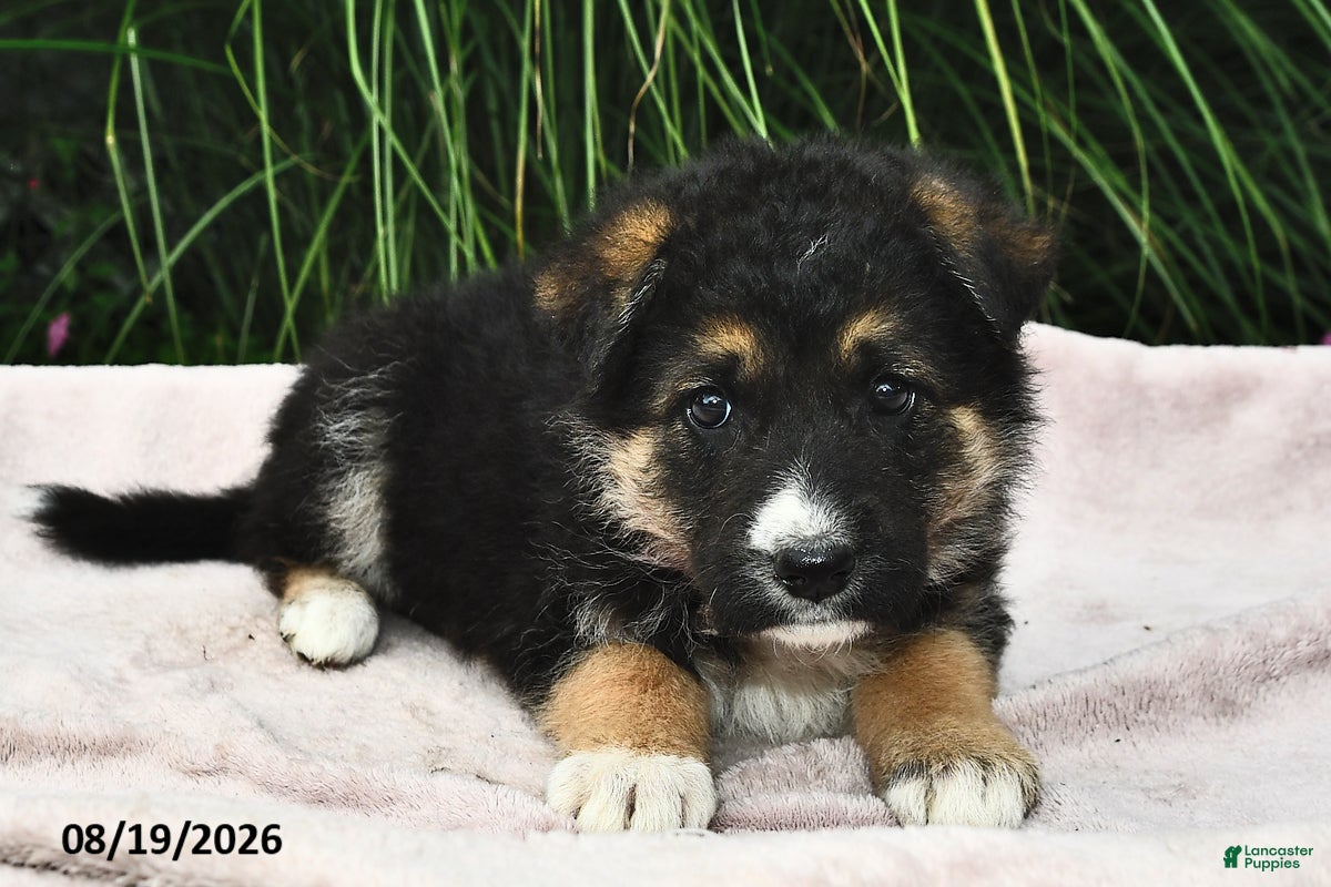 Mixed Breed dogs Emerald  - Ad 2