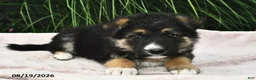 Mixed Breed dogs for sale: Emerald  - Ad 2