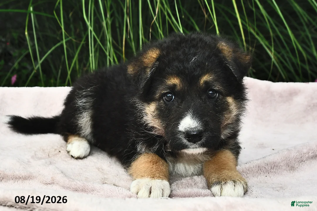 Mixed Breed dogs for sale: Emerald  - Ad 2