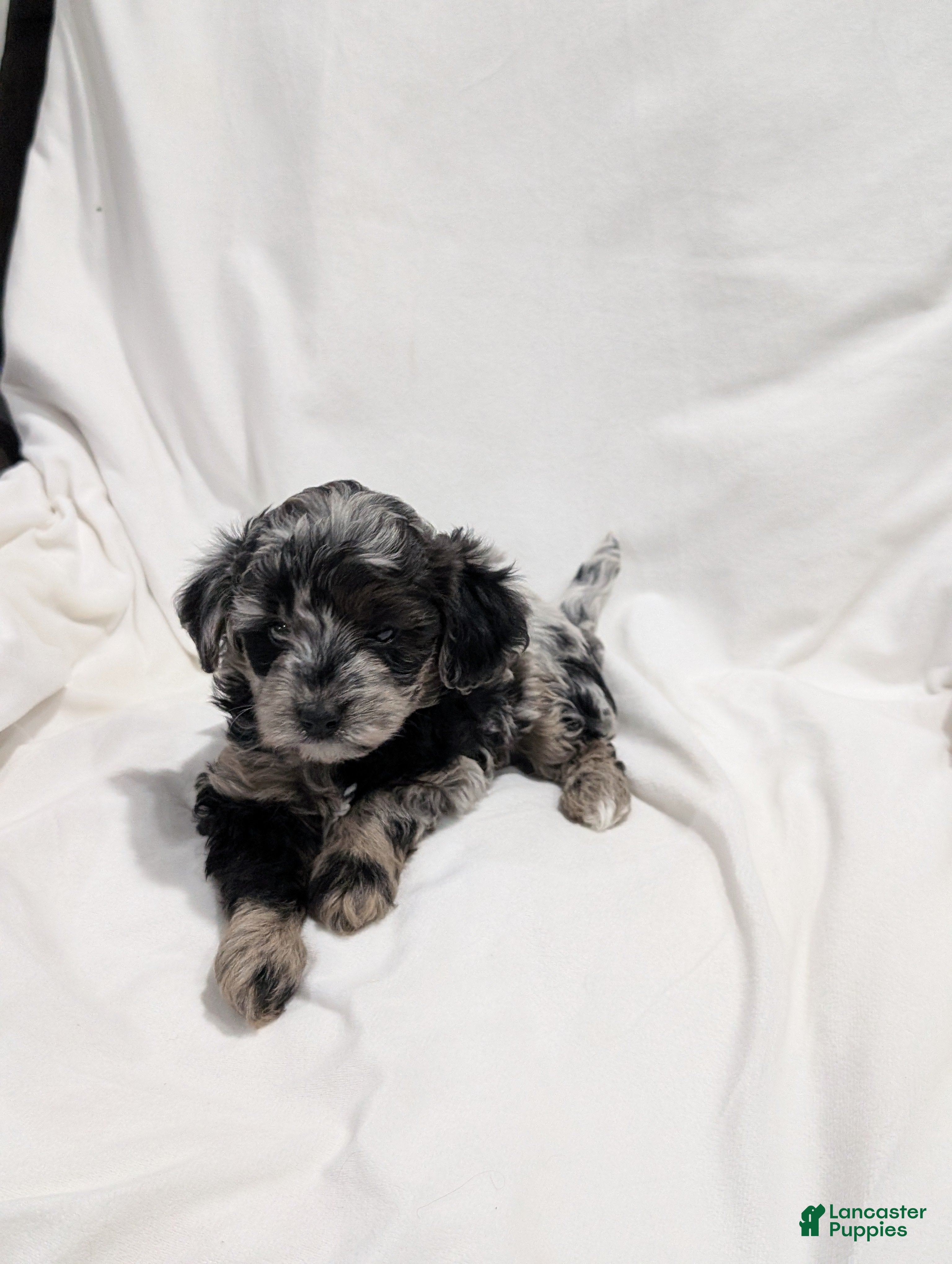 Mini Goldendoodle dogs Ivory  - Ad 2