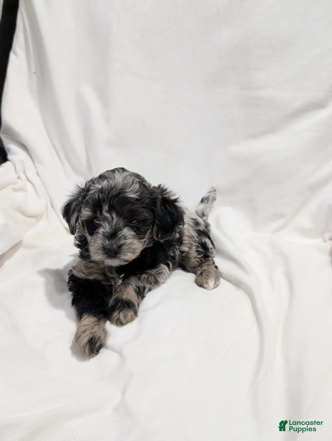 Mini Goldendoodle dogs for sale: Ivory  - Ad 2