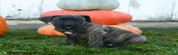 Cane Corso dogs for sale: Enzo - Ad 4