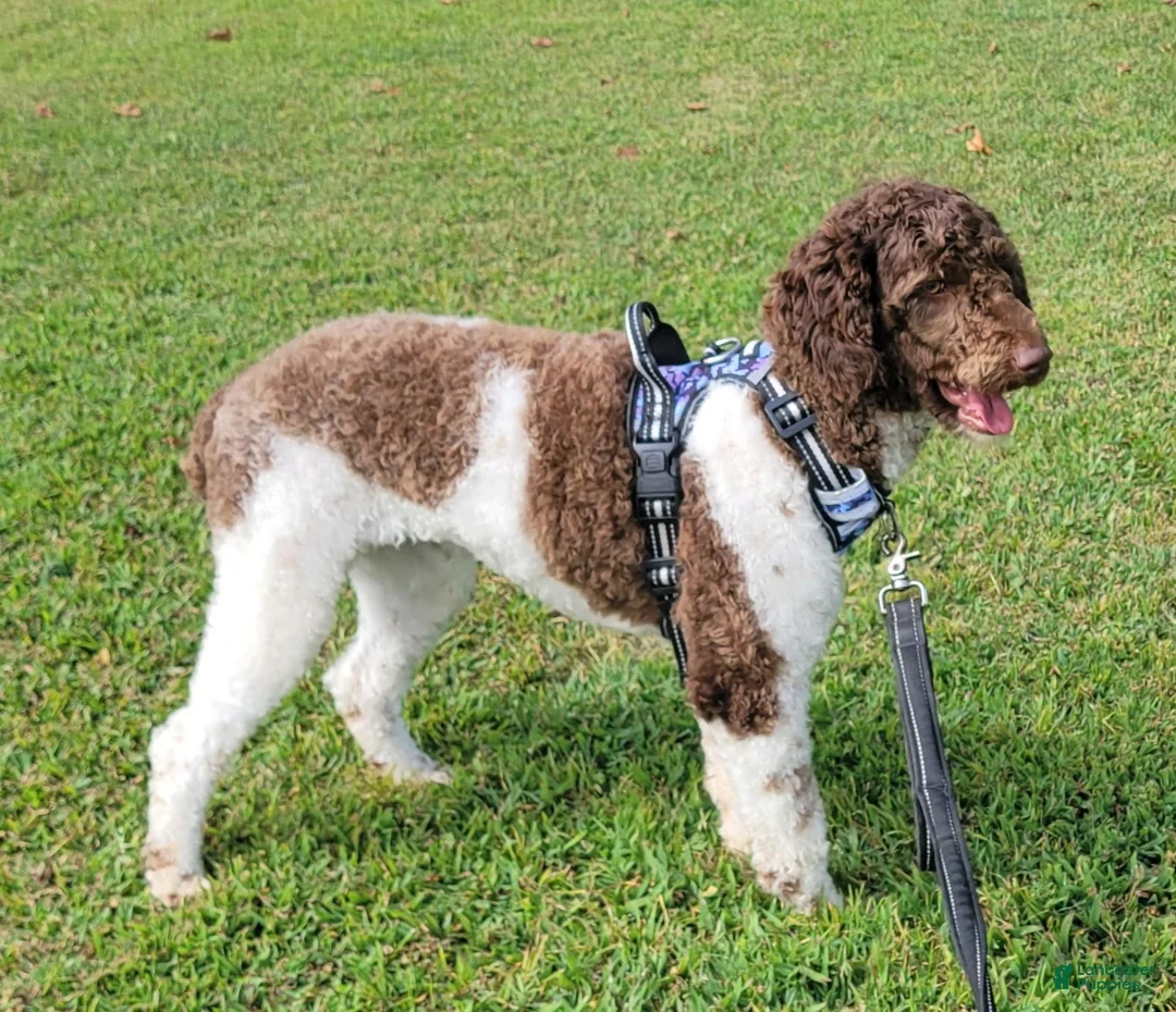 Mini Aussiedoodle dogs for sale: F1 Blackberry - Ad 5