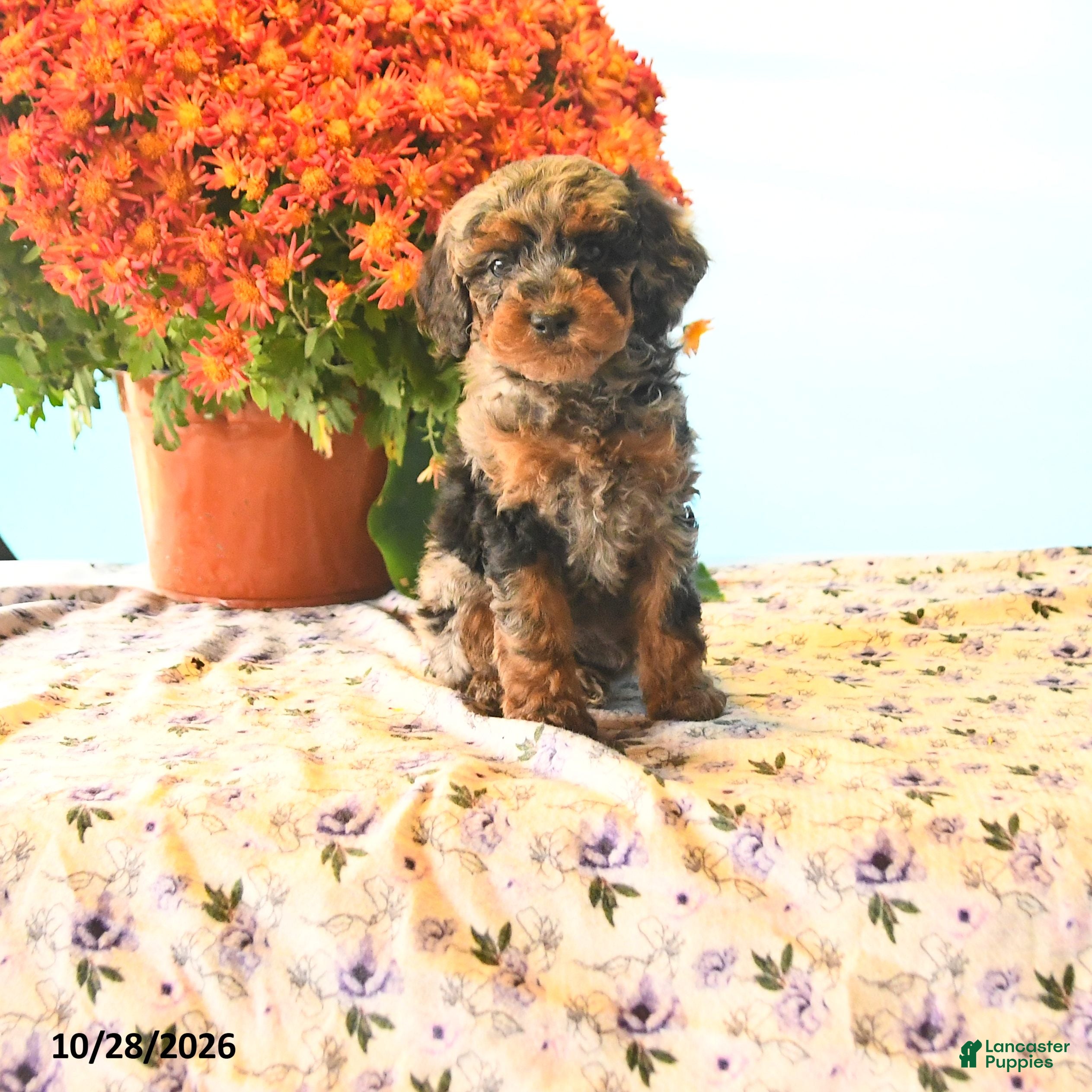 Cockapoo dogs for sale: Jackie - Ad 1