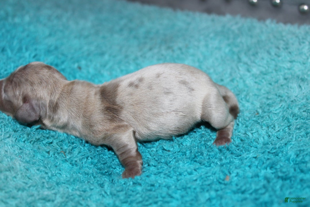 Miniature Dachshund dogs for sale: Minnie Mini - Ad 3