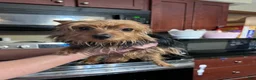 Yorkshire Terrier dogs for sale: Yorkshire Terrier Puppy 2 - Ad 6