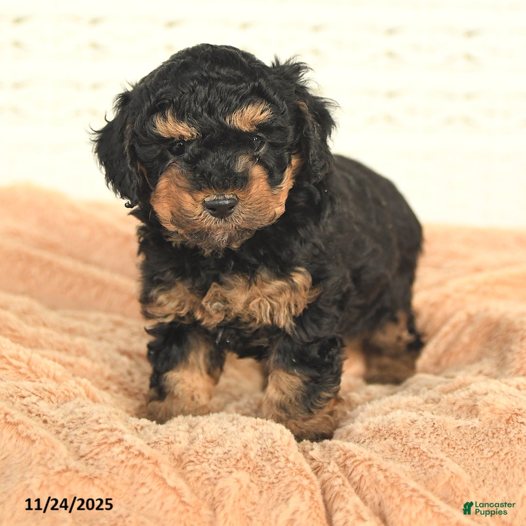 Miniature Poodle dogs for sale: Nico - Ad 1