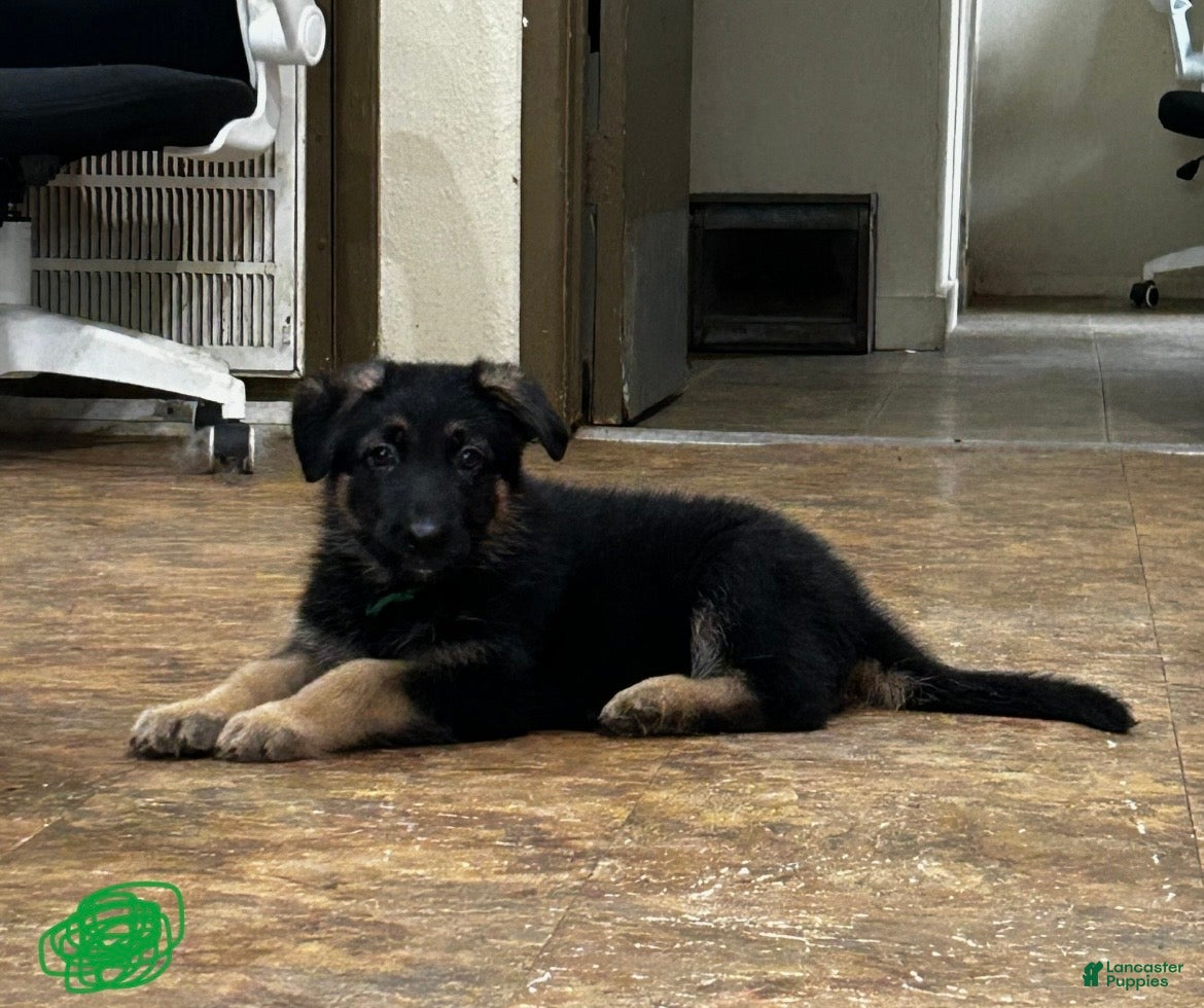 German Shepherd dogs Green - Ad 2