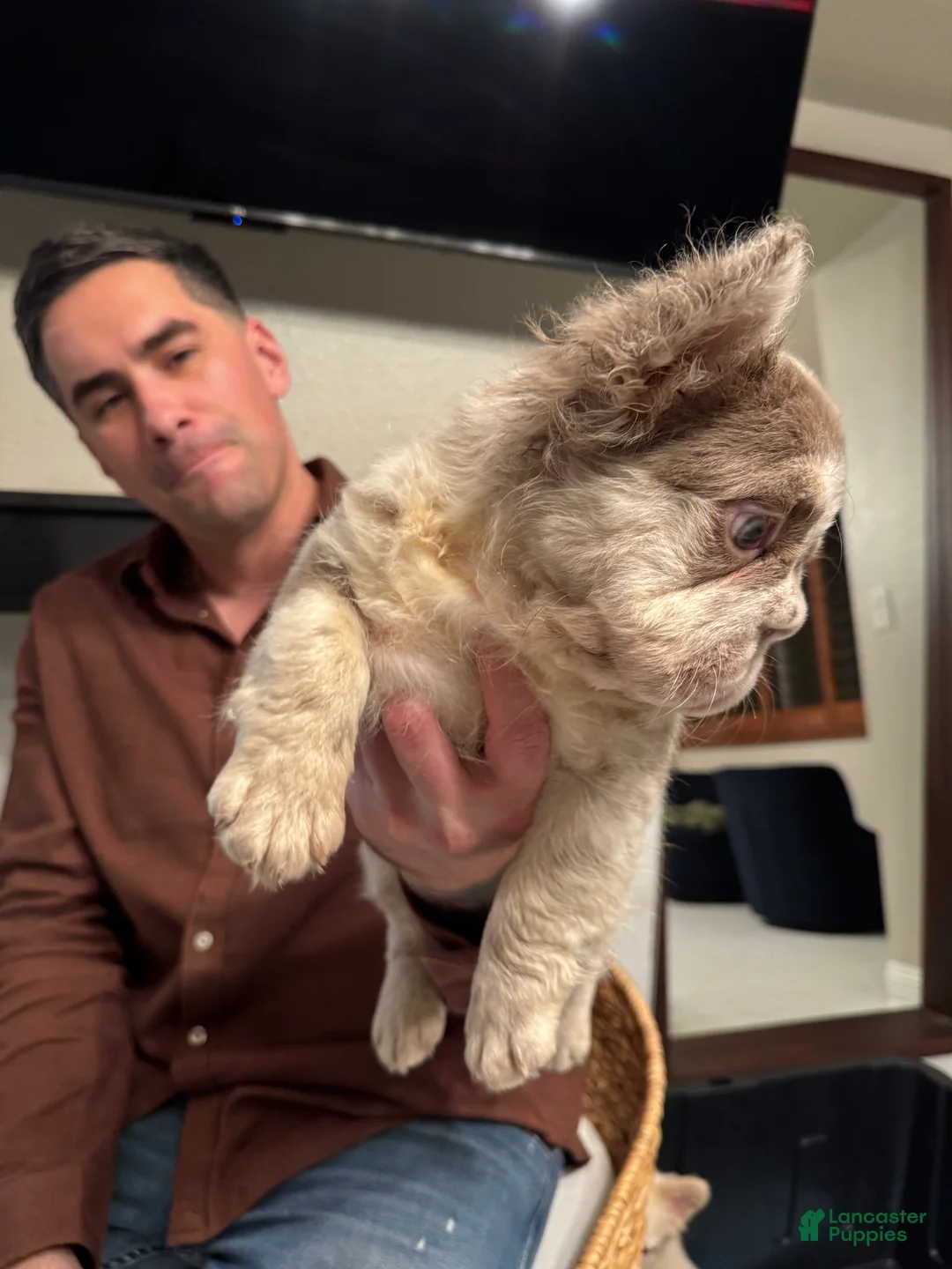 French Bulldog dogs for sale: Chanel - Ad 4