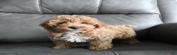 Miniature Poodle dogs for sale: Bella - Ad 8