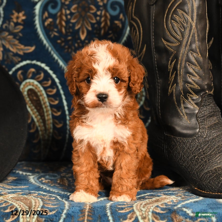 Cavapoo dogs Banjo - Ad 14