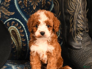 Cavapoo dogs Banjo - Ad 14