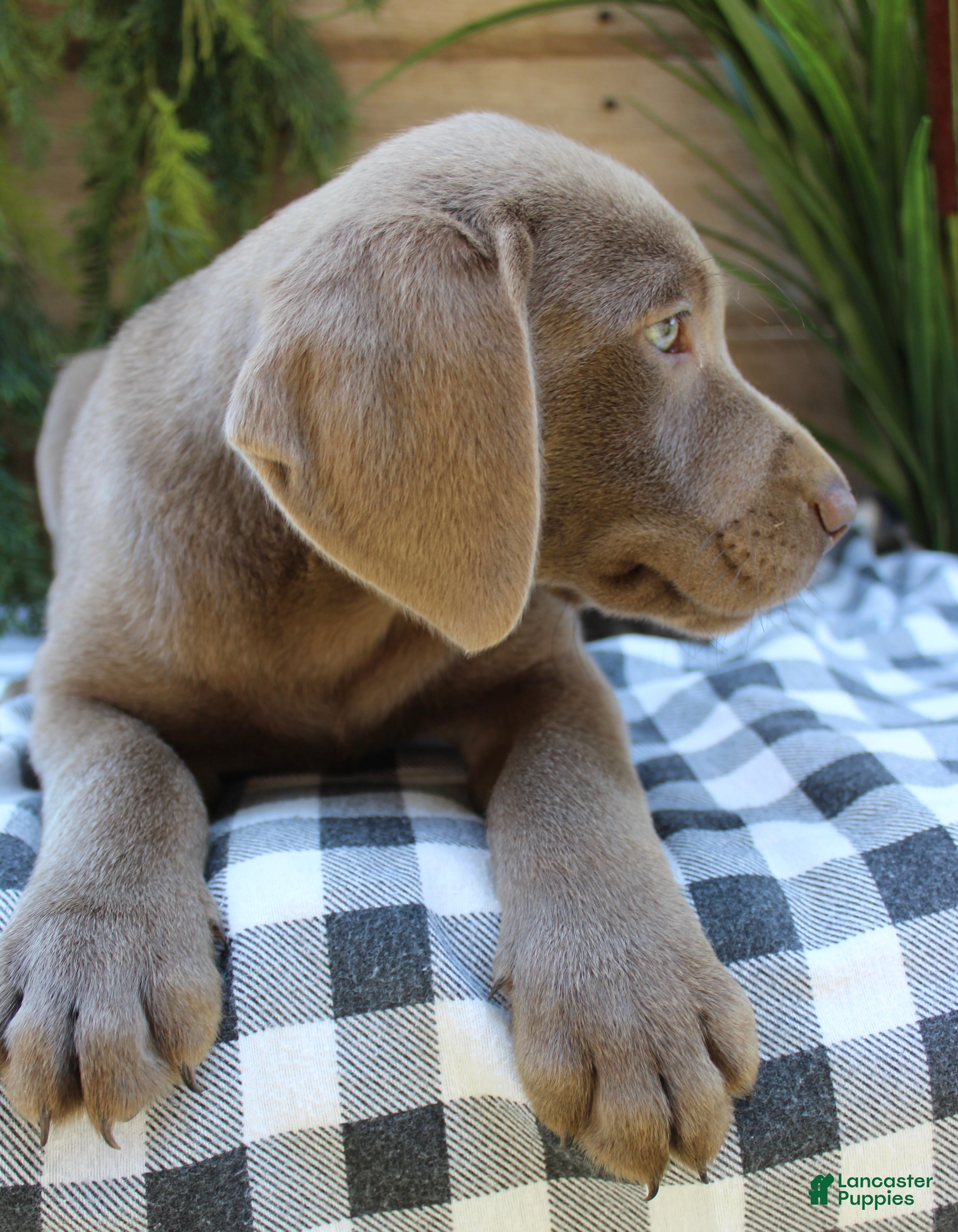Labrador Retriever dogs Silver sissy - Ad 2