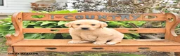 Golden Retriever dogs for sale: Dasher - Ad 3