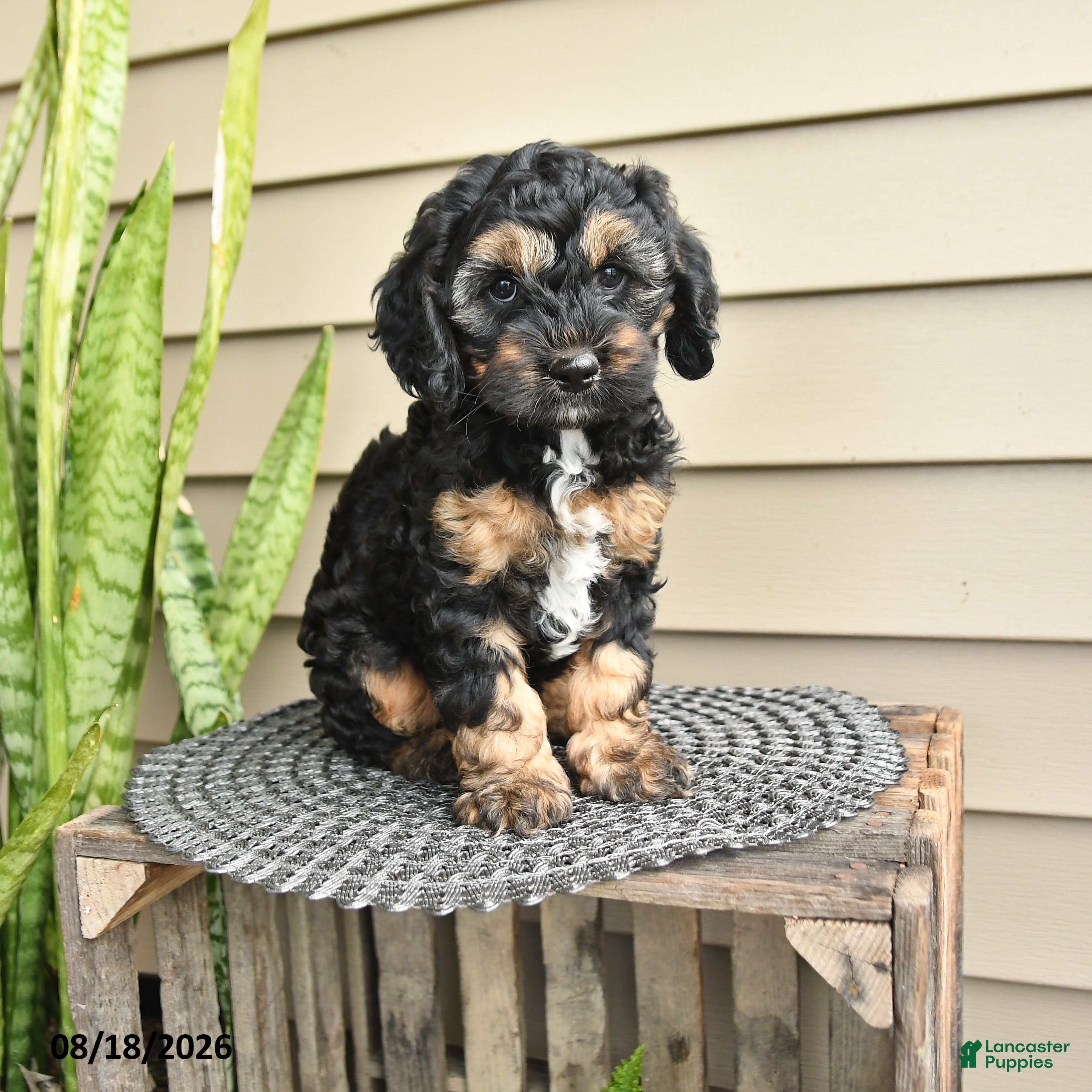 Cockapoo dogs Brenda - Ad 1