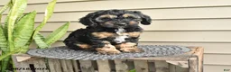 Cockapoo dogs for sale: Brenda - Ad 1