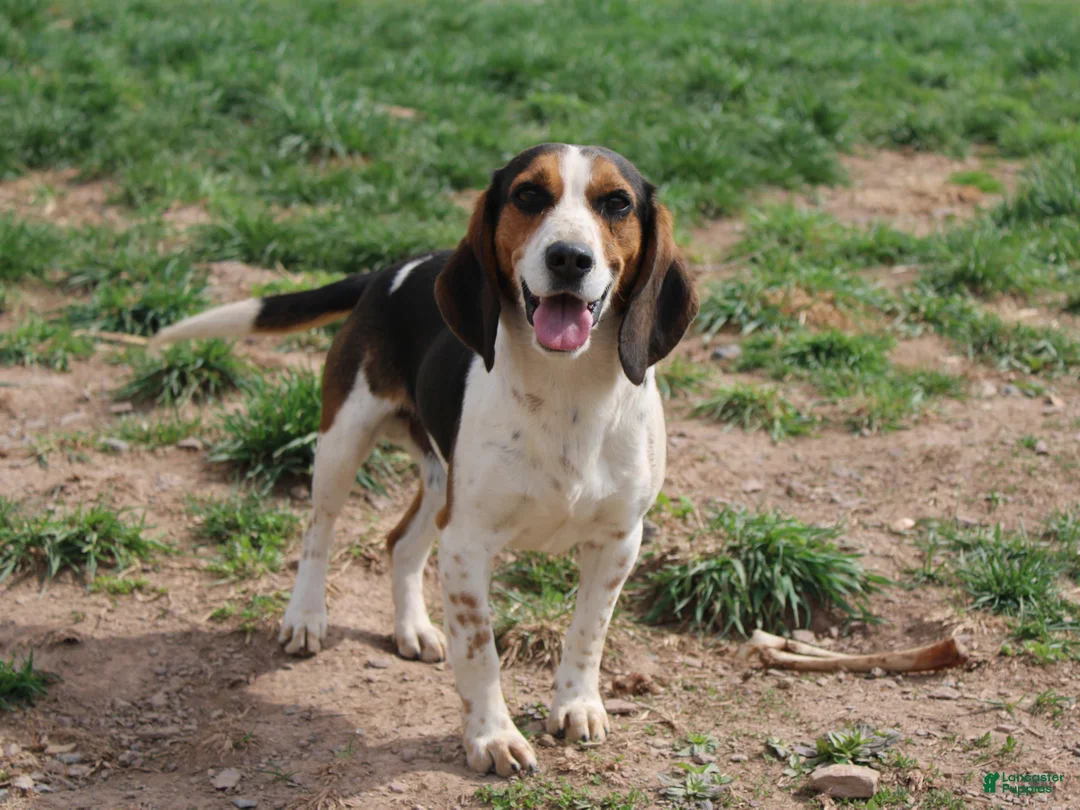 Beagle dogs for sale: Elikhana - Ad 1