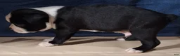 Miniature Dachshund dogs for sale: Aaron - Ad 4