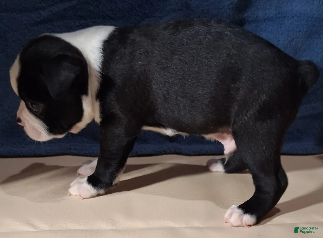 Miniature Dachshund dogs for sale: Aaron - Ad 4