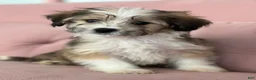 Havanese dogs for sale: Simon - Ad 2