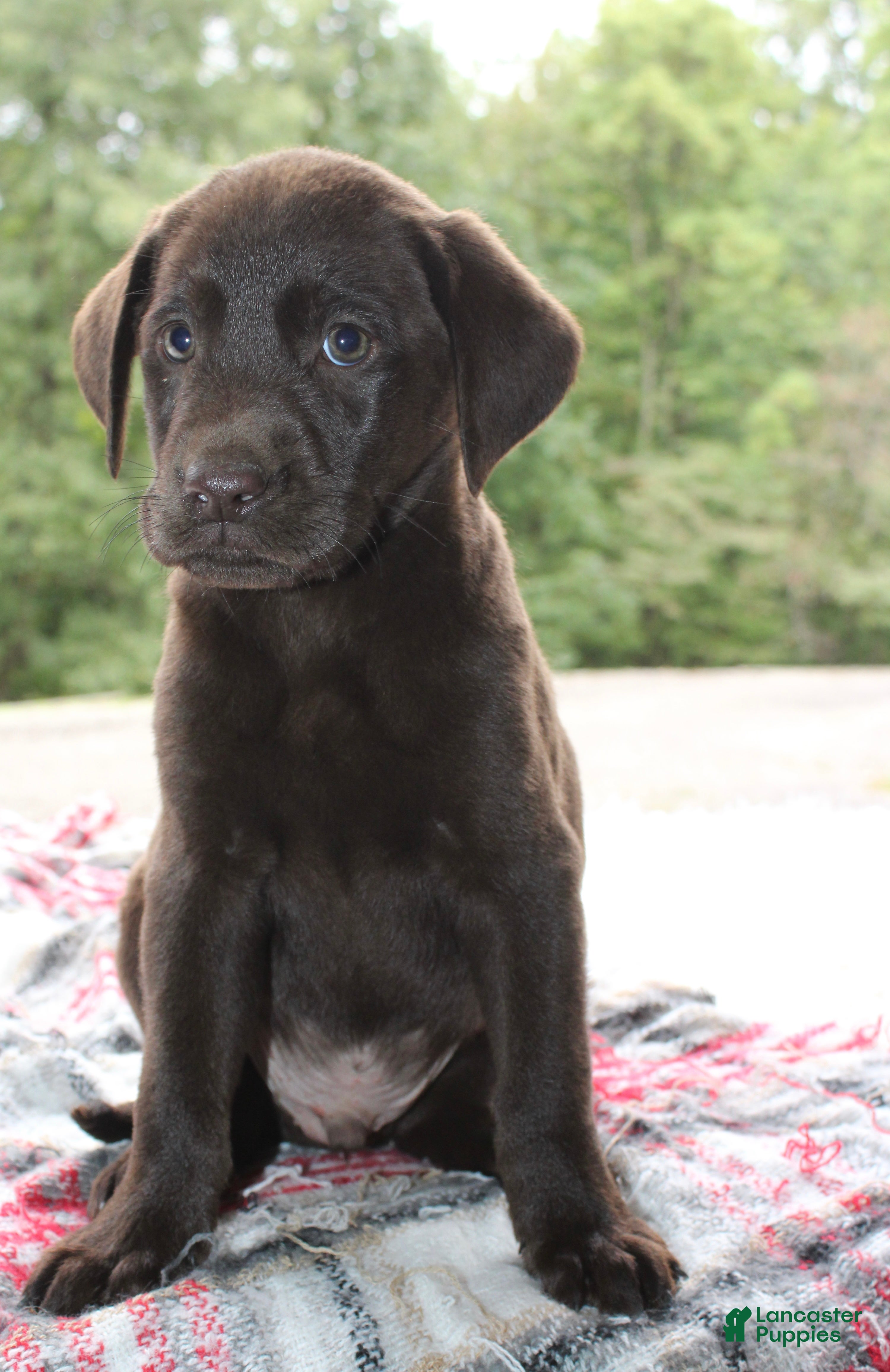 Labrador Retriever dogs Cocoa - Ad 1