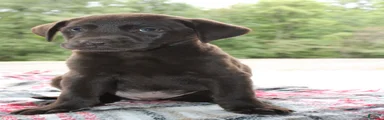 Cocoa