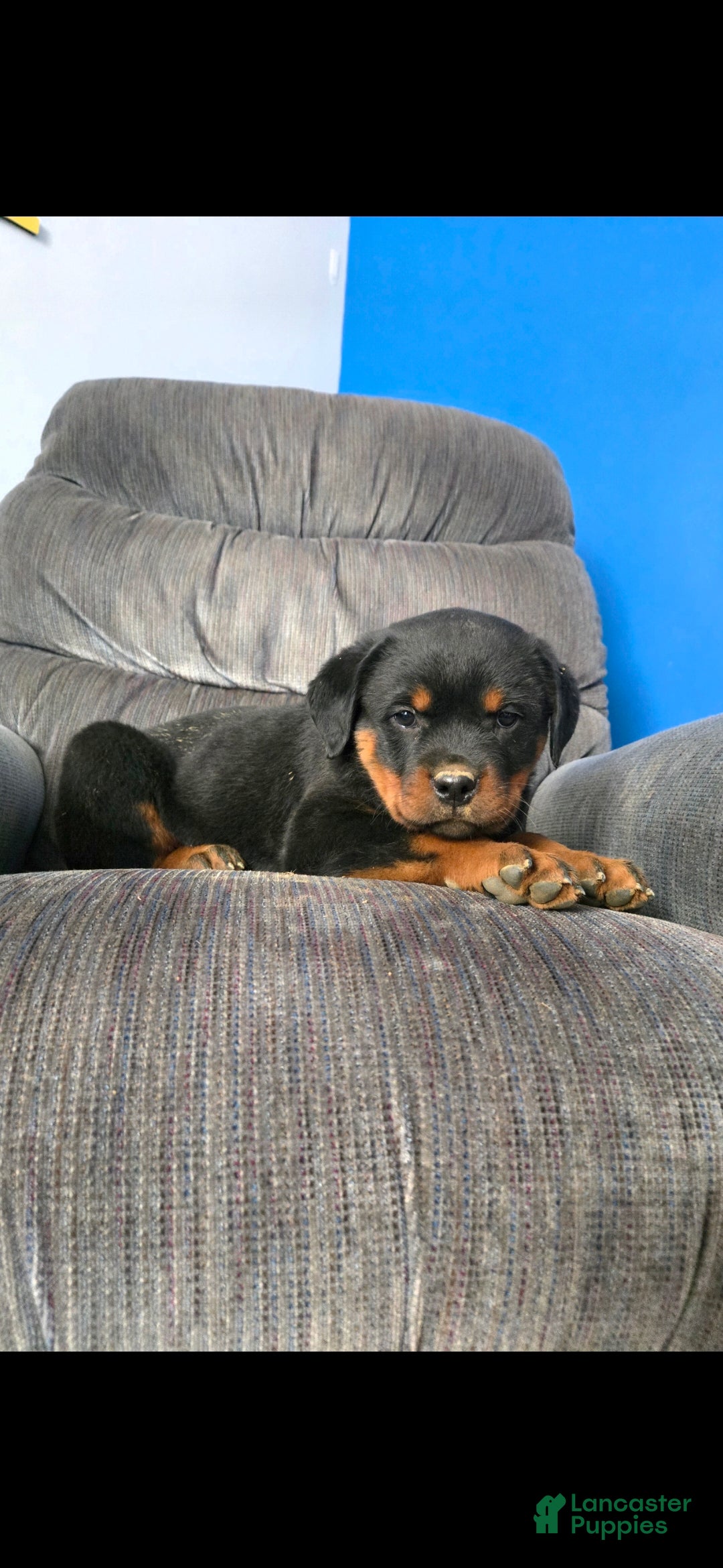 Rottweiler dogs Daffy **claimed** - Ad 8