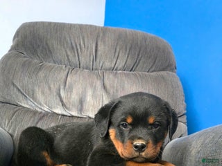 Rottweiler dogs Daffy - Ad 32