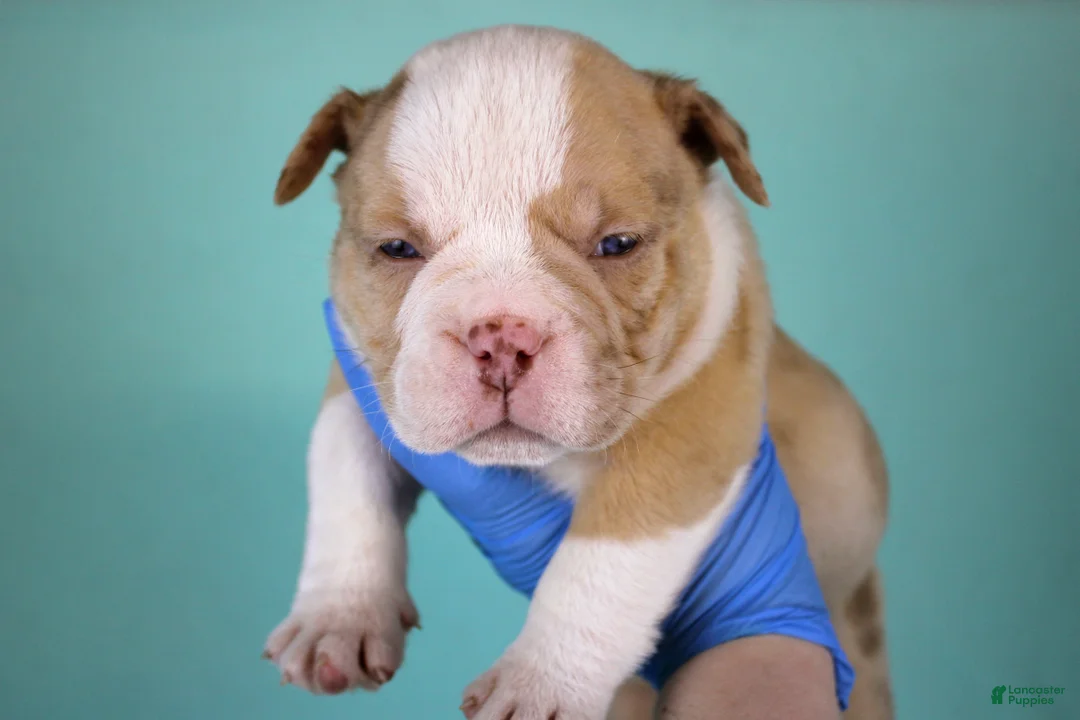 American Bully dogs for sale: Chocolate Merle Male - Ad 3