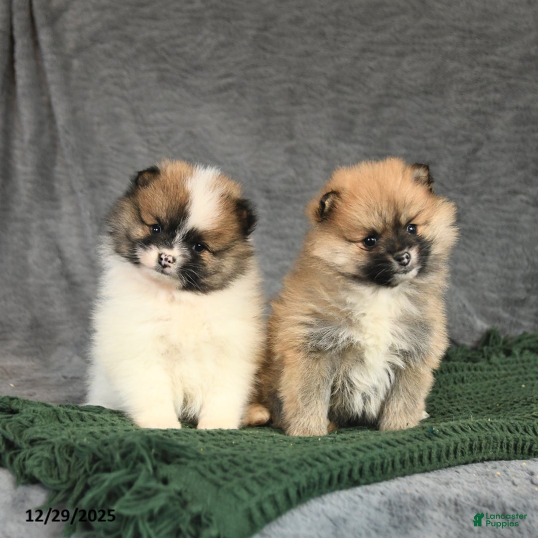 Pomeranian dogs for sale: Kitkat - Ad 5