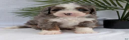 Mini Bernedoodle dogs for sale: Mini Darcy  - Ad 21