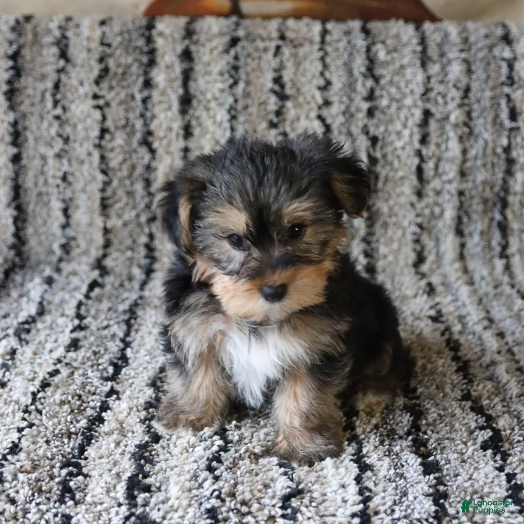 Yorkshire Terrier dogs for sale: Tucker - Ad 3